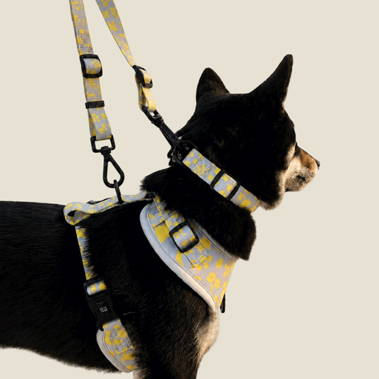 コネクトリード | HARAPPA