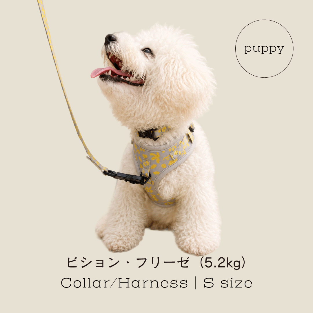 リード | HARAPPA